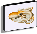 Velodona Octopus_collezione di lampade con illustrazioni storiche scientifiche