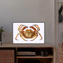 Crab_collezione di lampade con illustrazioni storiche scientifiche