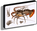 Lobster_collezione di lampade con illustrazioni storiche scientifiche