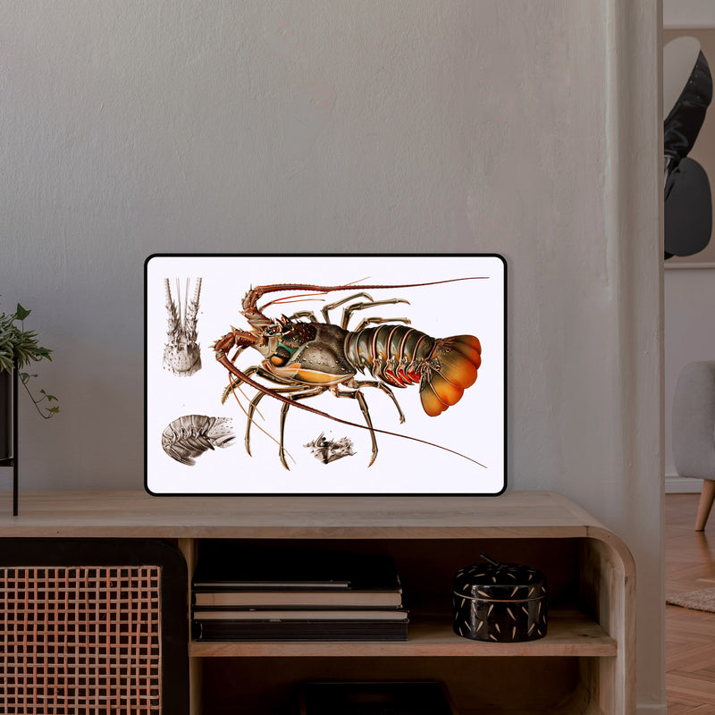 Lobster_collezione di lampade con illustrazioni storiche scientifiche