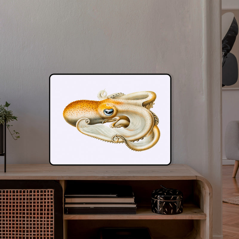 Velodona Octopus_collezione di lampade con illustrazioni storiche scientifiche