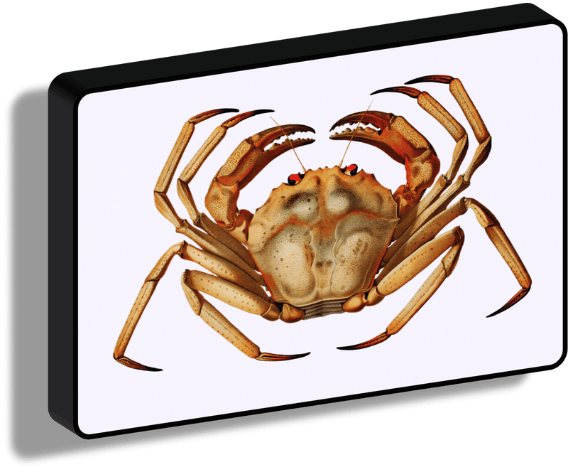 Crab_collezione di lampade con illustrazioni storiche scientifiche